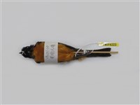 藏品(黃腹琉璃)的圖片